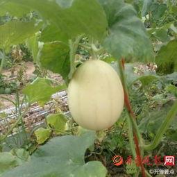 梨瓜种子可以吃吗,可食用之谜揭秘