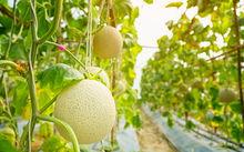 梨瓜种子可以吃吗,可食用之谜揭秘