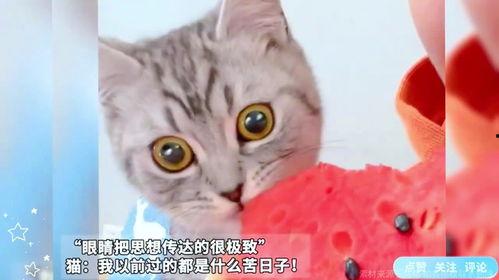 猫咪可以吃瓜了,探索瓜类美食的无限可能
