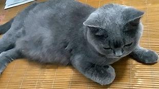 大猫咪吃瓜,揭秘娱乐圈幕后故事