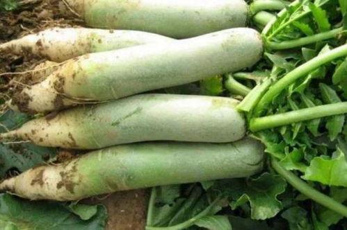 qq吃瓜fruit,fruit带你领略水果界的趣味风云