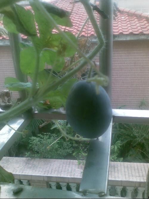 阳台吃瓜事件,邻里纠纷背后的社会现象解析