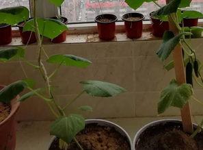 阳台吃瓜事件,邻里纠纷背后的社会现象解析