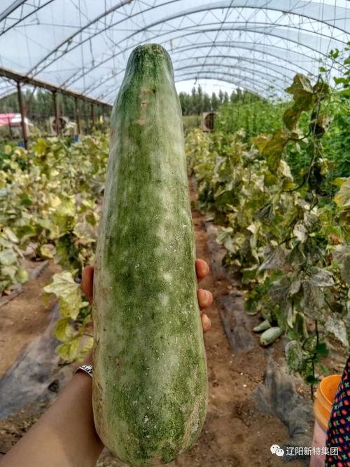 吃瓜匿名区,网络舆论场中的“瓜田”众生相