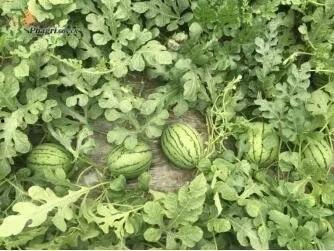 平湖人吃瓜,揭秘当地独特的“吃瓜”文化