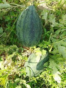 免费吃瓜入口附近,一场味蕾与心灵的盛宴