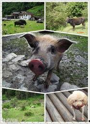 跑山猪肥猪吃瓜,探寻生态养殖的绿色奥秘