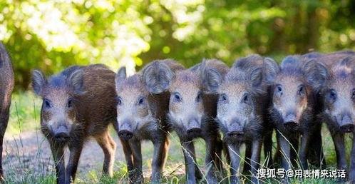 跑山猪肥猪吃瓜,探寻生态养殖的绿色奥秘