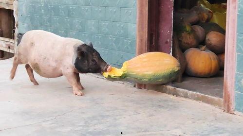 跑山猪肥猪吃瓜,探寻生态养殖的绿色奥秘