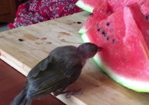 重庆奇葩鸟吃瓜视频,一场意想不到的“瓜界”奇观