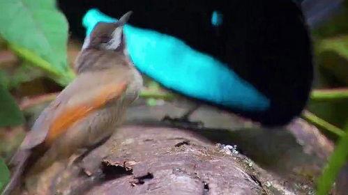 重庆奇葩鸟吃瓜视频,一场意想不到的“瓜界”奇观