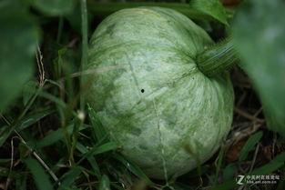 红桃影视吃瓜在线,吃瓜在线，揭秘娱乐圈幕后风云