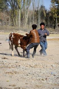 巴扎吃瓜,探寻中东市集的独特风情