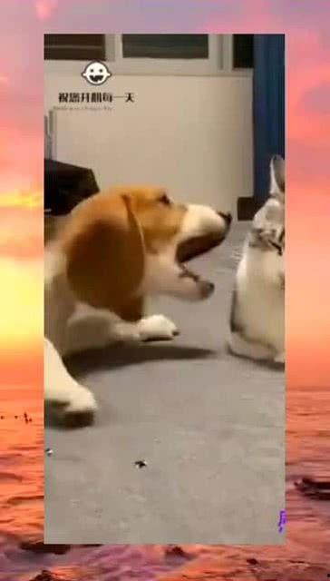 跳楼隔壁吃瓜,人性冷暖引发深思