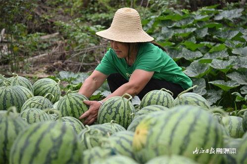 用管吸着吃的瓜是什么瓜,夏日消暑新宠，一口吸尽甜蜜滋味
