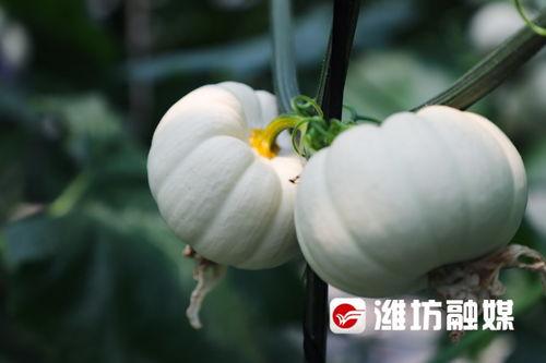 潍坊福田吃瓜,瓜香四溢，品味夏日清凉