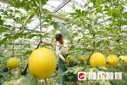 潍坊福田吃瓜,瓜香四溢，品味夏日清凉
