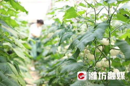 潍坊福田吃瓜,瓜香四溢，品味夏日清凉