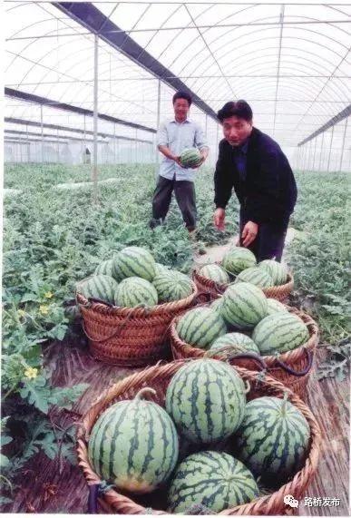 曾吃瓜文化,揭秘网络时代的“瓜田”盛景