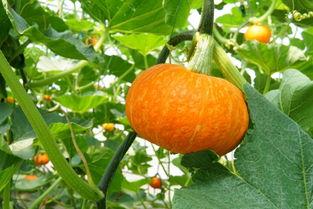 曾吃瓜文化,揭秘网络时代的“瓜田”盛景