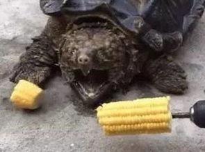 吃瓜群电钻,一场网络狂欢的诞生