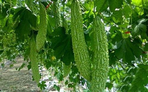 新鲜瓜萎怎样吃,探索夏日清新瓜萎的多重美味