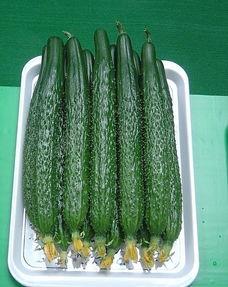 新鲜瓜萎怎样吃,探索夏日清新瓜萎的多重美味