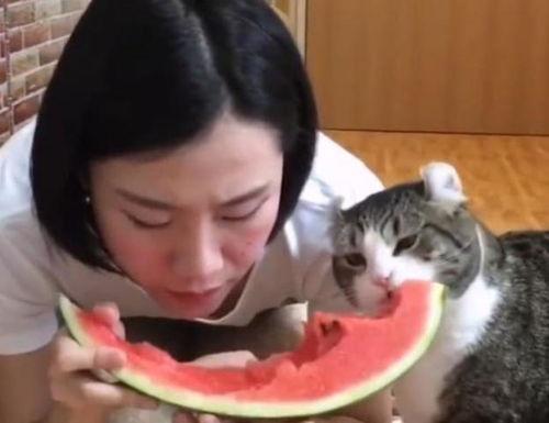 吃瓜的喵,揭秘喵星人的美食世界