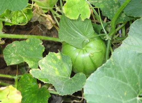 洋瓜不熟可以吃吗吗,能否食用揭秘