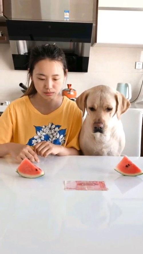 吃瓜大赛正式开赛视频