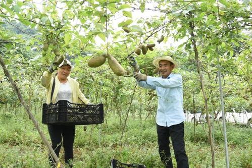桐梓吃瓜事件,一场网络狂欢背后的真相与反思