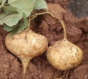 土瓜和豇豆能一起吃吗,探究能否同食的健康之谜