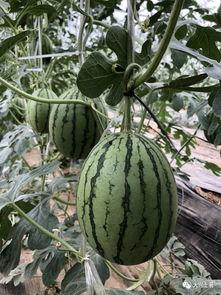 原创网红吃瓜,揭秘娱乐圈幕后真相