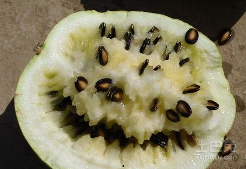 怀孕可以吃籽瓜,籽瓜助力健康孕育之旅