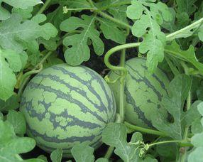 怀孕可以吃棒瓜