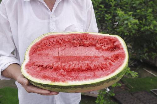 青海浪山回族吃瓜