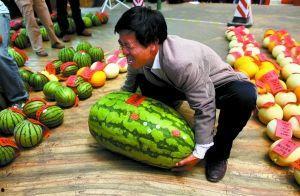 青海浪山回族吃瓜