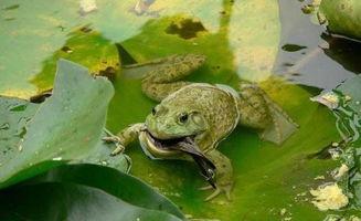 蛤蟆 吃瓜