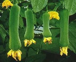 宝宝可以吃秋瓜,秋瓜营养食谱推荐