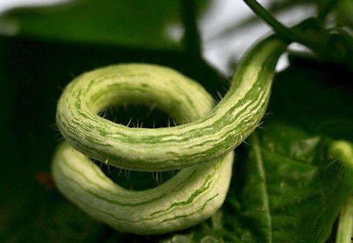 印度老太吃蛇瓜图片,传统风味引人入胜