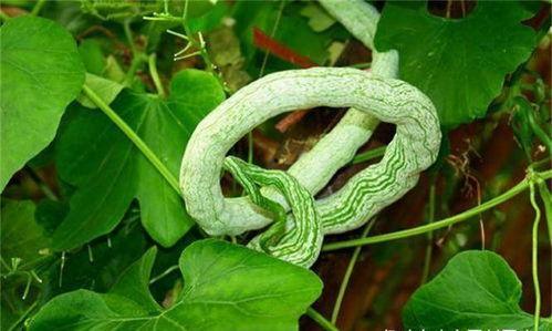 印度老太吃蛇瓜图片,传统风味引人入胜